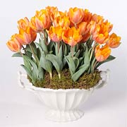 Tulip 'Princess Irene'